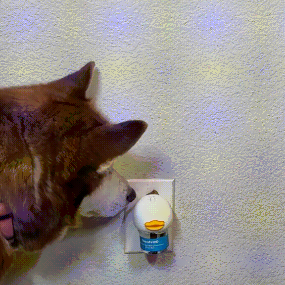 SnugDog Stop-The-Pee Calming Formula (50% OFF Limited Time)